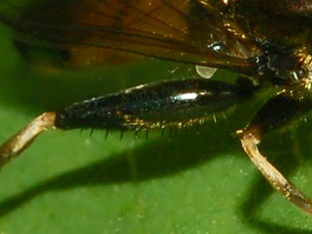 Xylota segnis